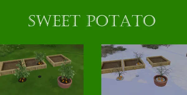Sweet Potato Harvestable